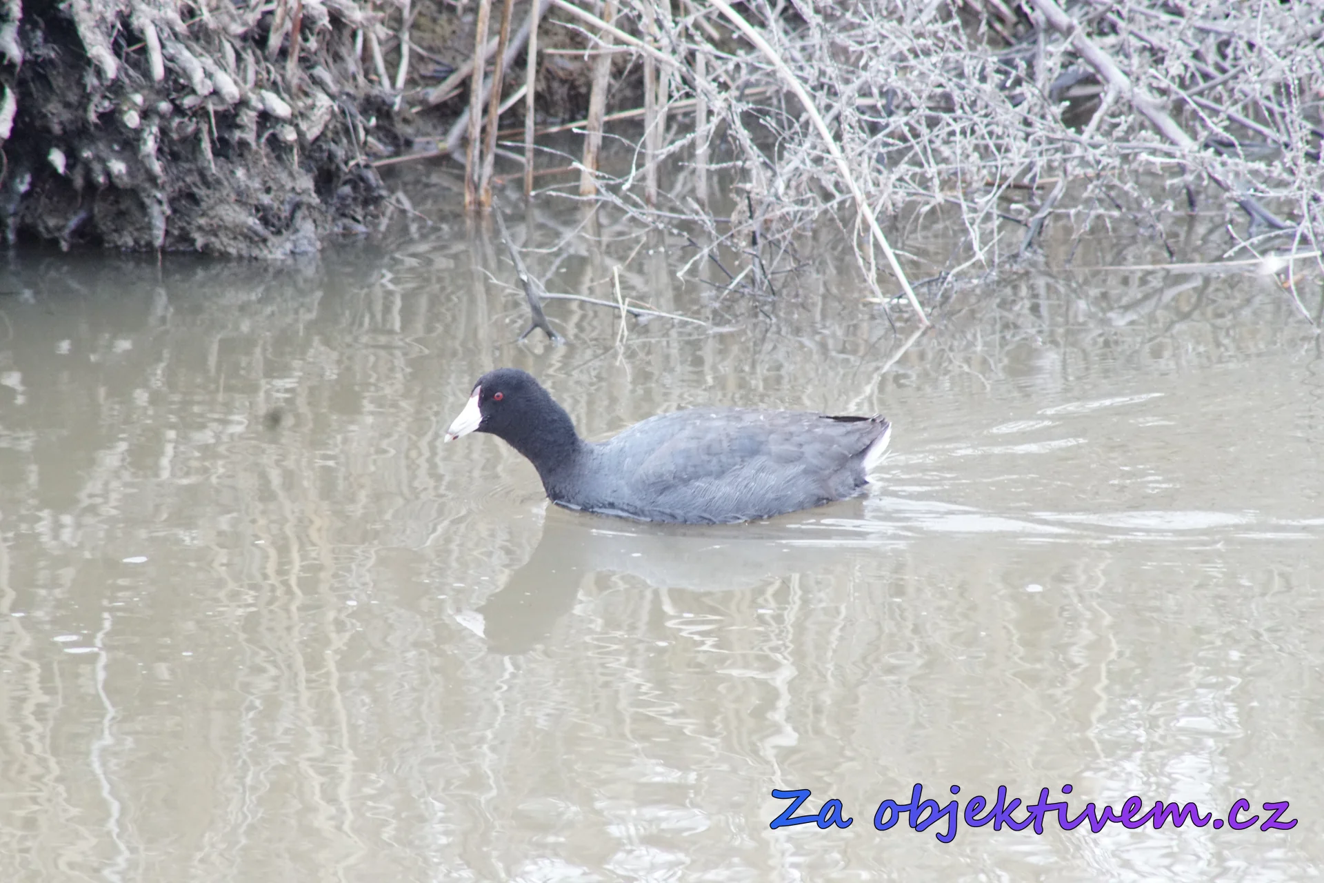 Lyska americká